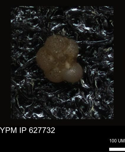 undet. Foraminiferida