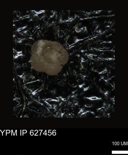 undet. Foraminiferida