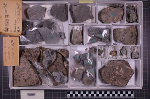 mixed taxa, stratigraphic collection