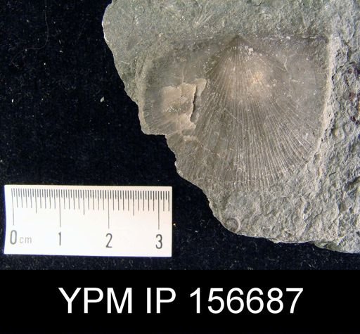 Brachyprion anticostiensis