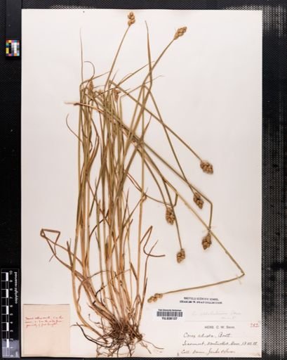 Carex albolutescens