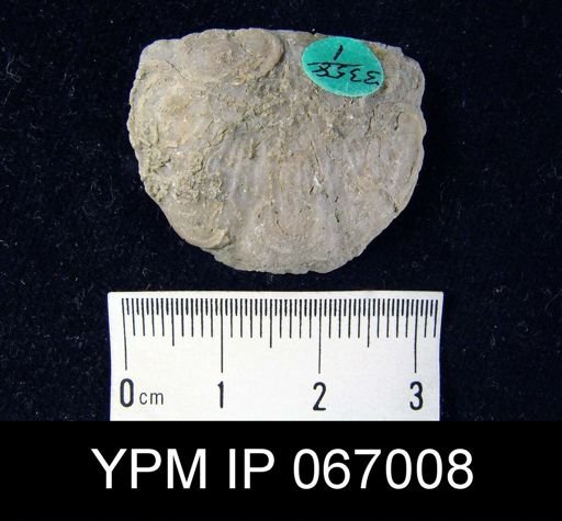 Crania famelica