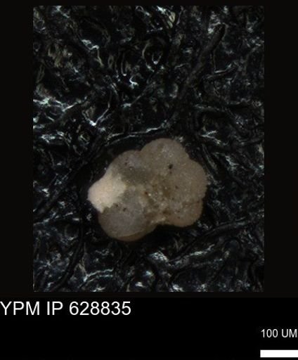 undet. Foraminiferida