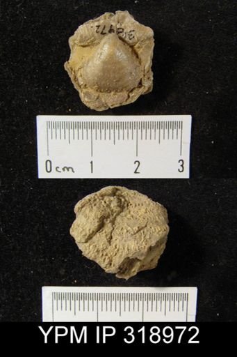 Pustula semipunctata