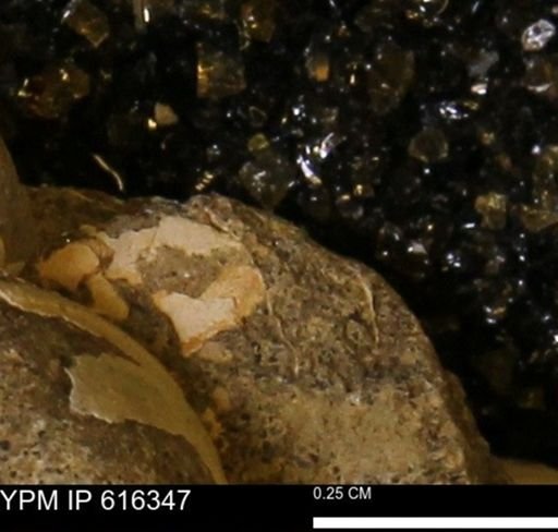 Protocardia subquadrata