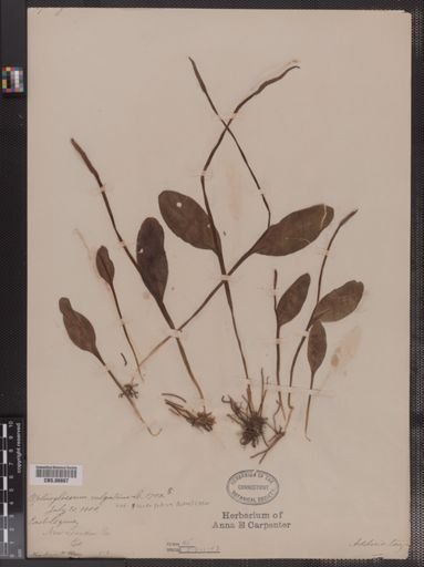Ophioglossum vulgatum