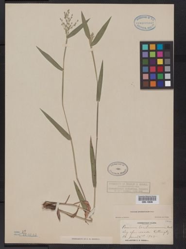 Panicum oligosanthes
