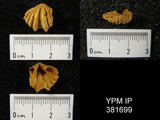 Megakozlowskiella perlamellosa