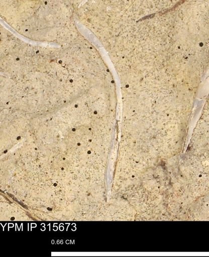 Mollusca