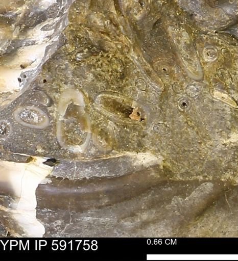 Serpulidae