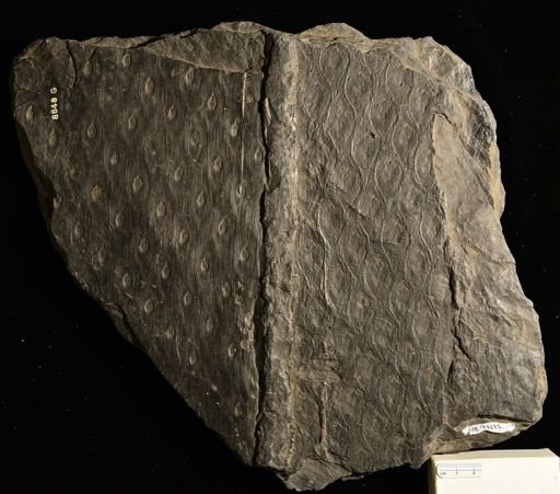 Sigillaria sp.