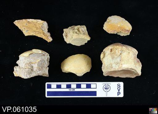 undet. Mosasauridae