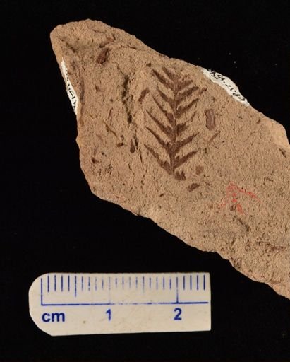 Cladophlebis sp.