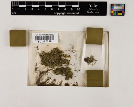 Plantae