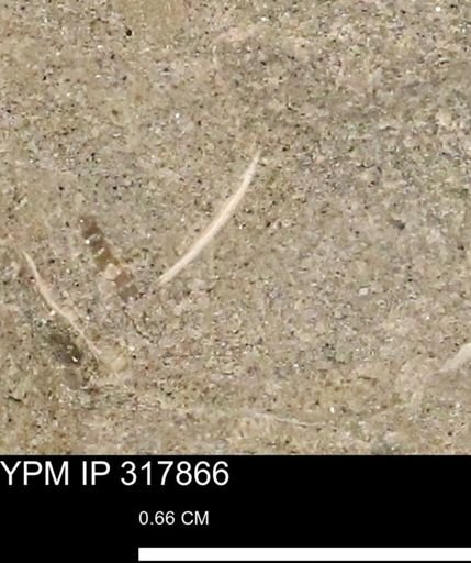 undet. Mollusca