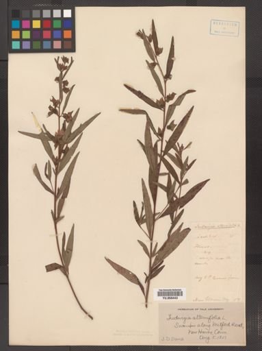 Ludwigia alternifolia