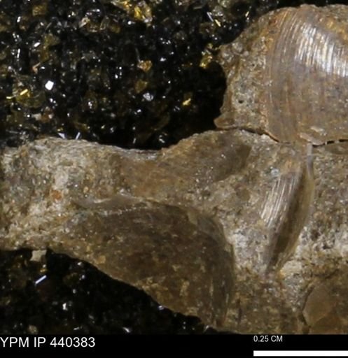 Protocardia subquadrata