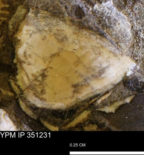 Oligoptycha concinna