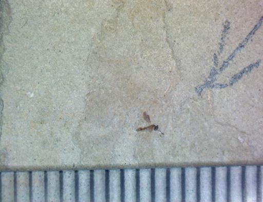 Hymenoptera?