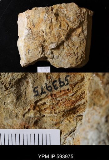 undet. Stelleroidea