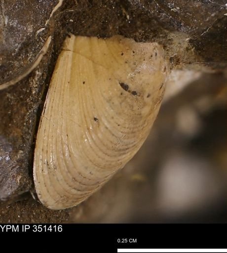 Limopsis sp.