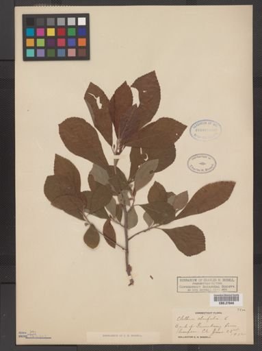 Plantae