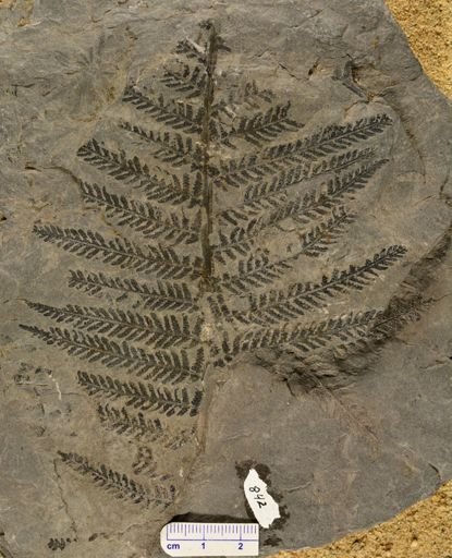Pecopteris sp.