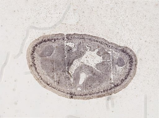 Lineus viridis