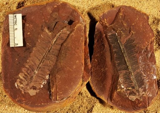 Pecopteris