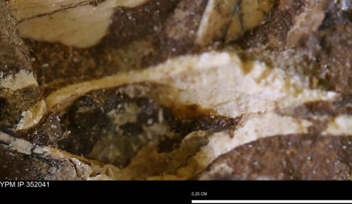 undet. Bivalvia