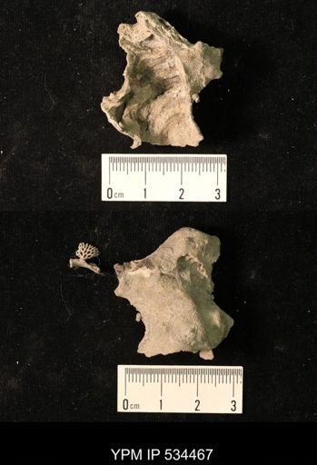 Fistulipora sp.