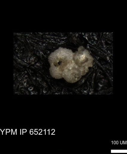 undet. Rugoglobigerinidae