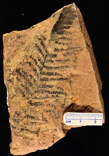 Microphyllopteris delicata