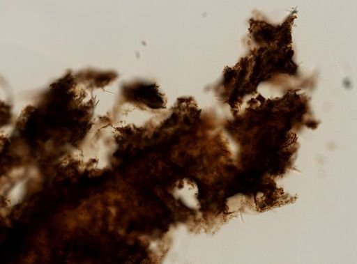 Reniera sp.