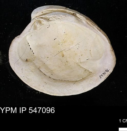 Venus mercenaria