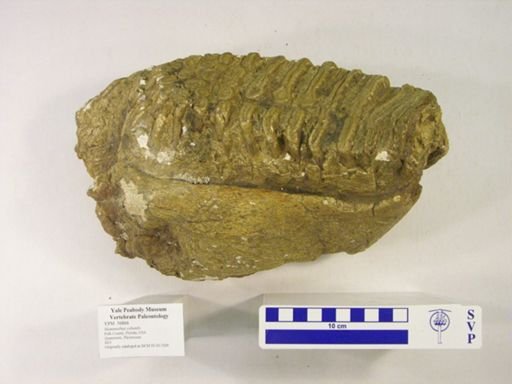 Mammuthus columbi
