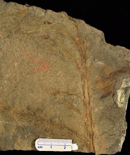 Archaeopteris sp.