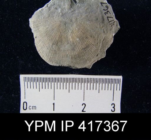 Schuchertella subplana