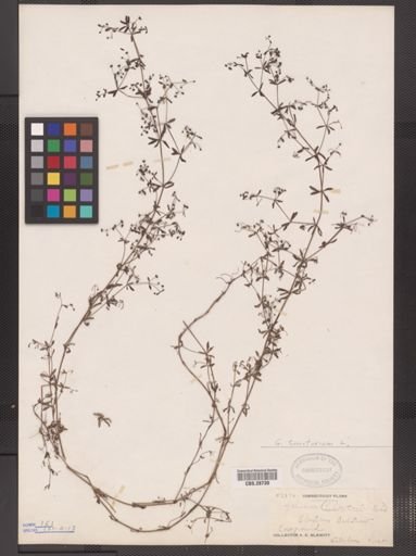 Galium tinctorium