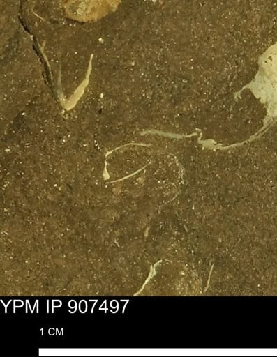 undet. Mollusca