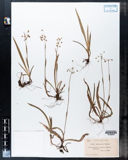 Luzula saltuensis