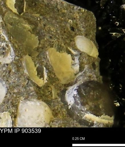 undet. Bivalvia