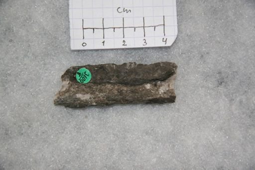 Vaginoceras piscator
