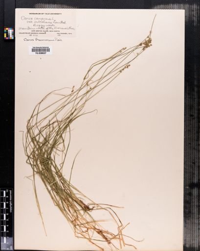 Carex brunnescens