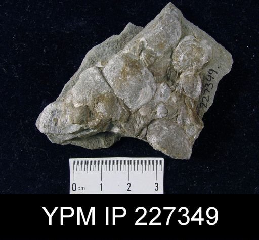 Productella sp.