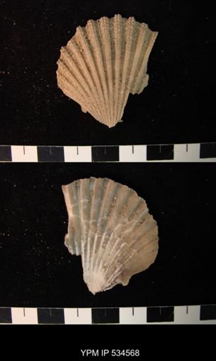 Chesapecten nefrens
