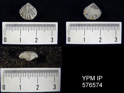Camarotoechia indianensis