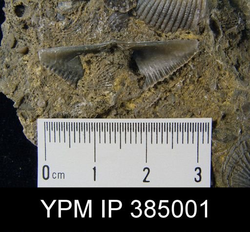Mucrospirifer sp.
