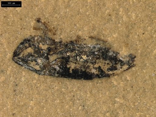 undet. Coleoptera