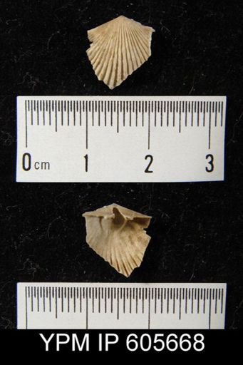 Hesperorthis sp.
